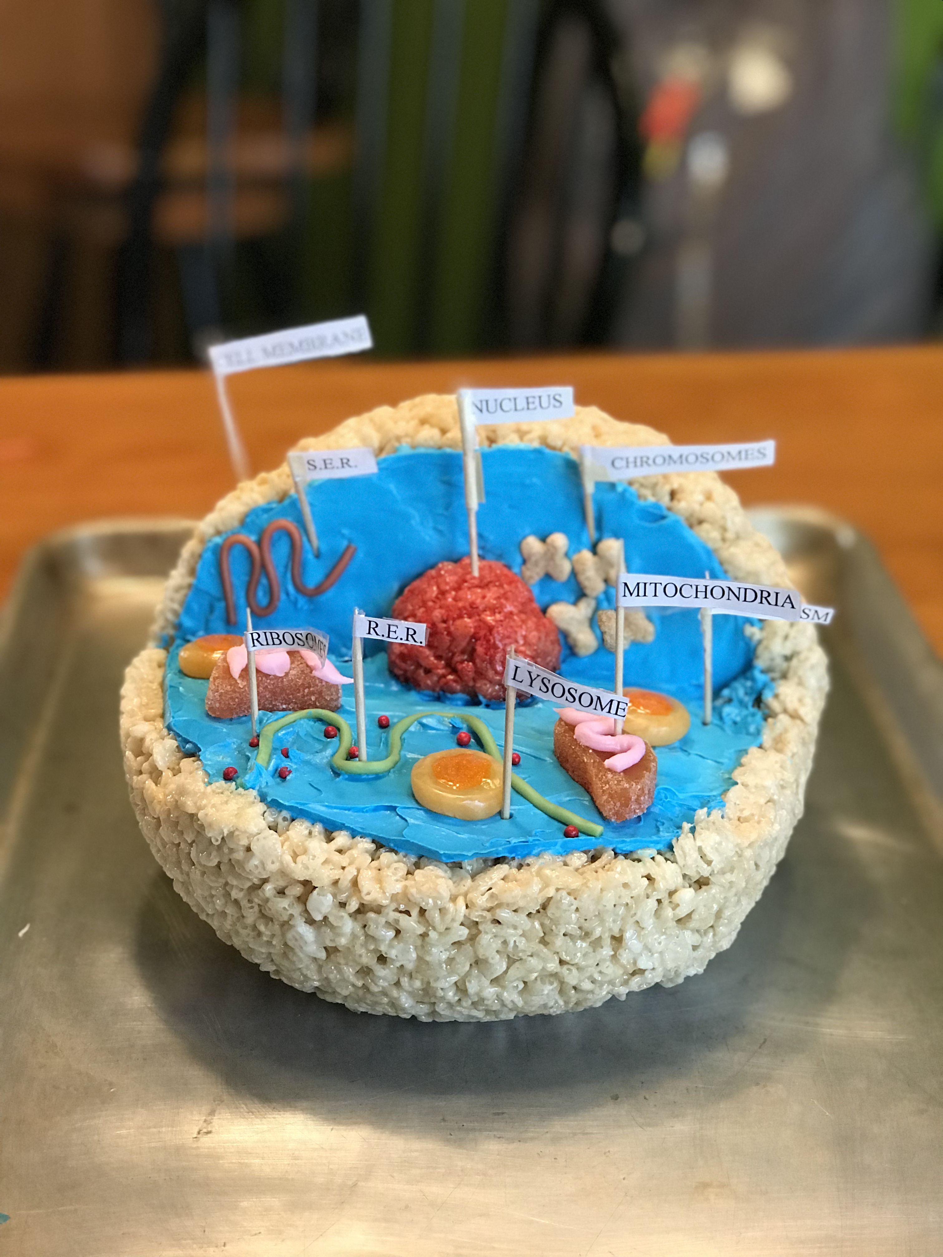 Edible jello animal cell model project for kids – Artofit