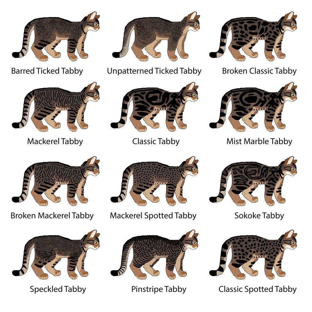 Non-Hybridized Tabby Patterns Chart - (Wild)cat by MrBig2 on DeviantArt ... image.