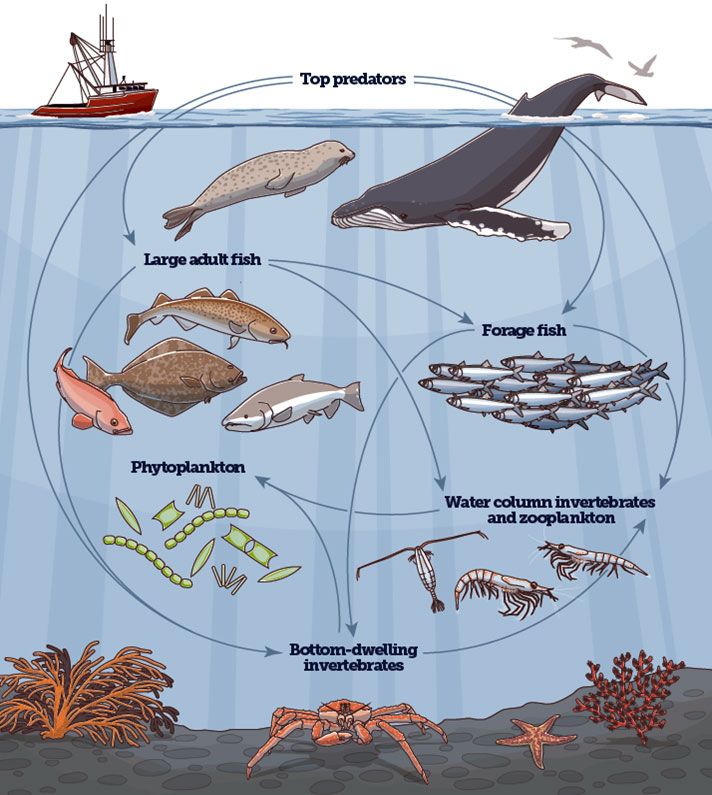 Fate of Small Species Has Huge Implications for Our Ocean | Ocean food ...