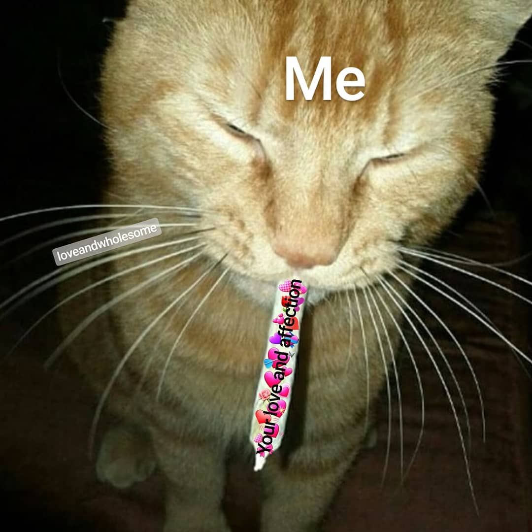 Cat Memes For PFP