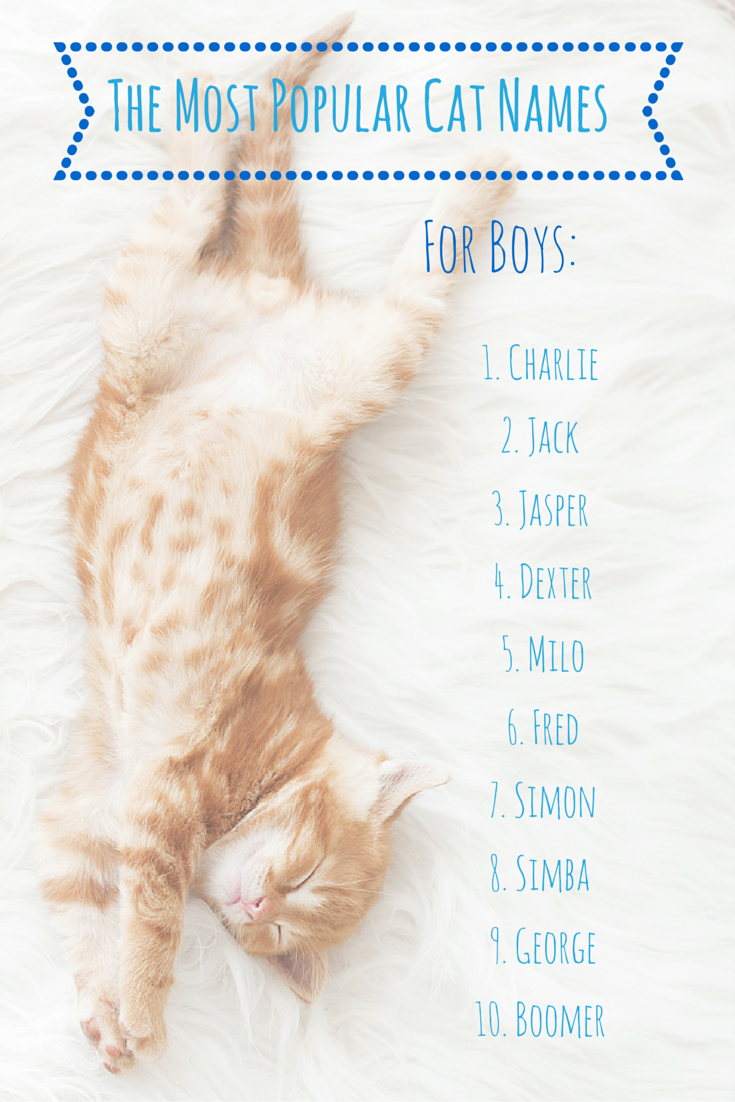 The Ultimate Guide To Cute Kitten Names For 2023