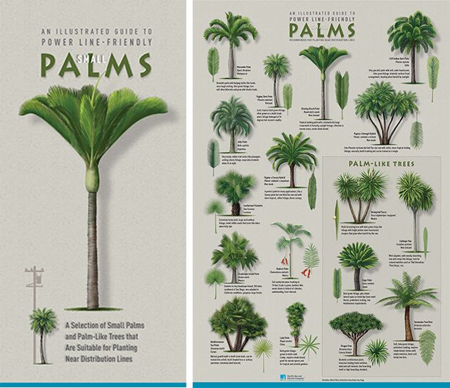 Palm Tree Identification Poster - Lesupenmaintenance Blog