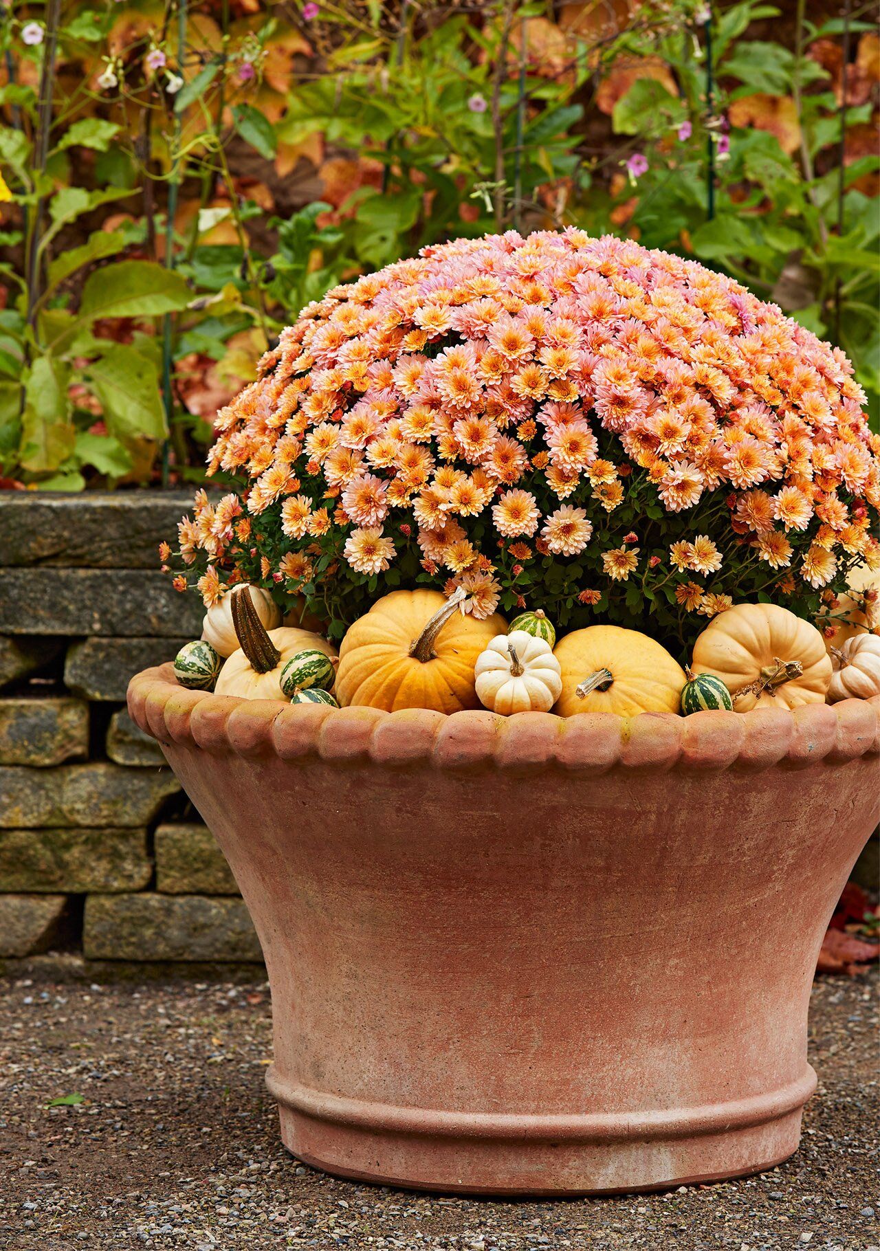 Your Complete Guide to Growing and Caring for Gorgeous Fall Mums | Fall ...