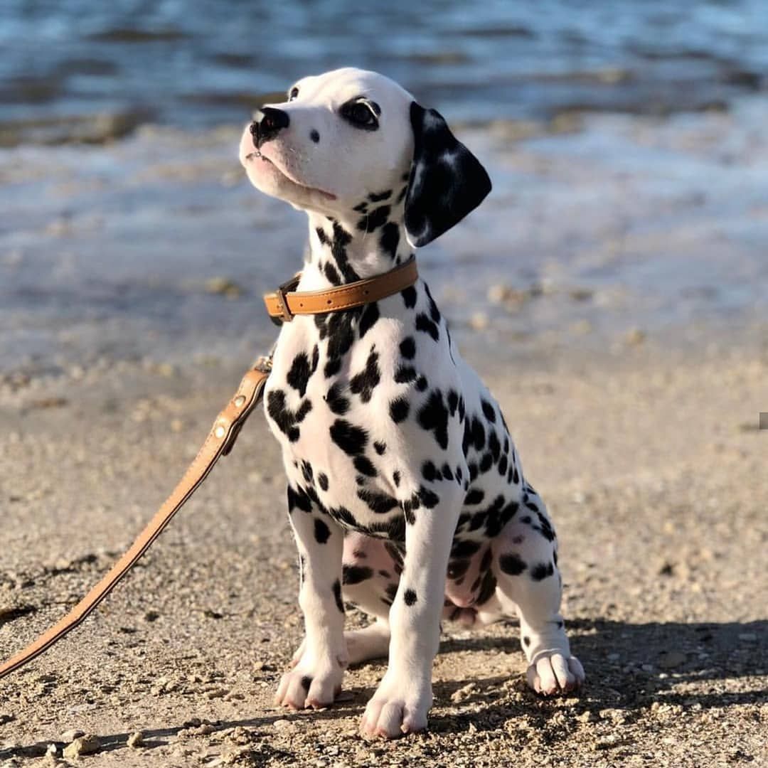 Dalmatian Puppy – Artofit