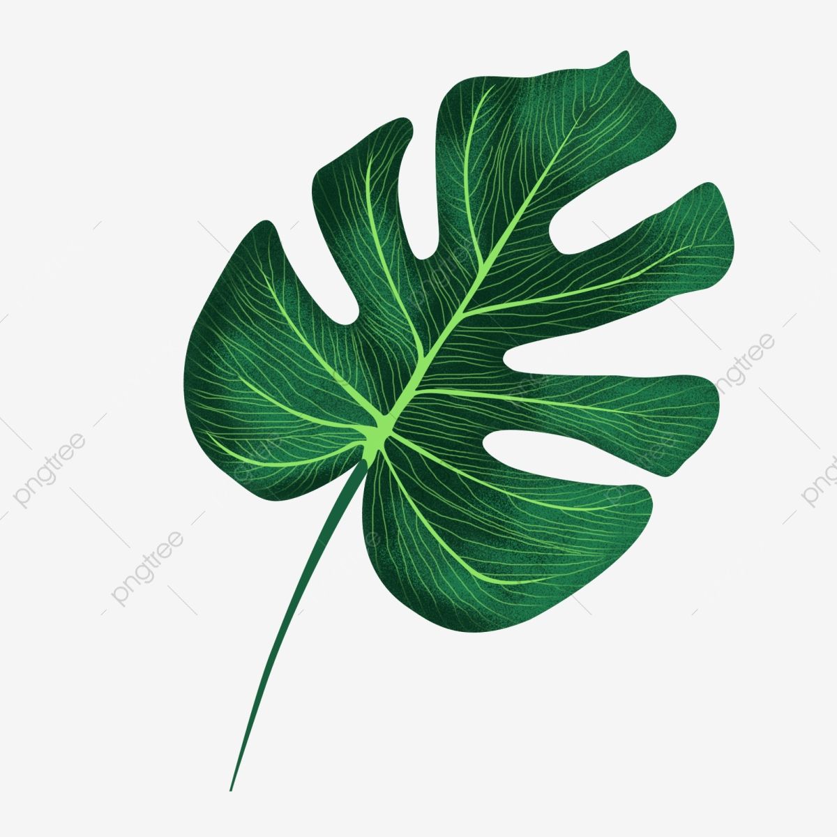 21+ Free monstera leaf clipart you should have it