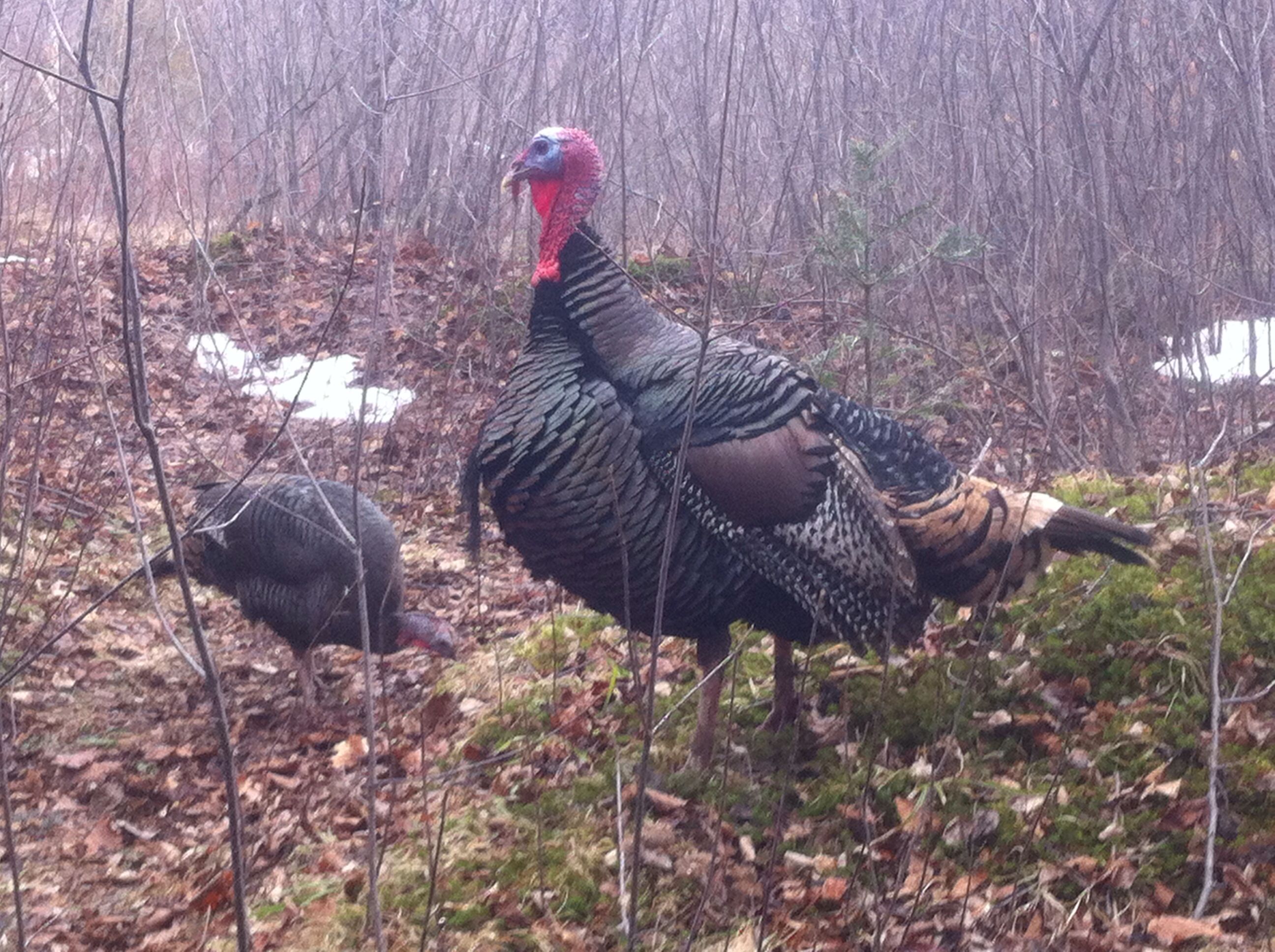 two turkeys are standing in the woods