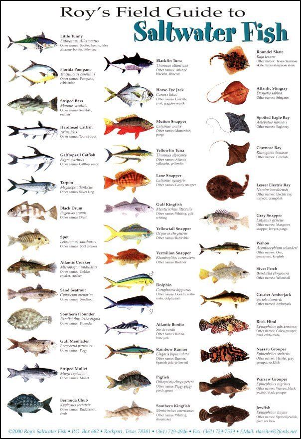 Alabama Freshwater Fish Identification Chart