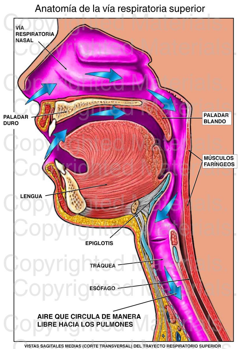 Anatomía de la vía respiratoria superior | Vias respiratorias, Anatomía ...