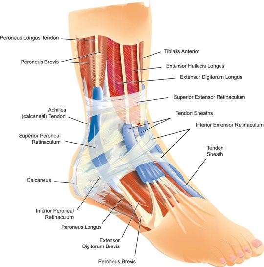 Ankle Injury Diagram | Anatomy images, Ankle anatomy, Ankle pain