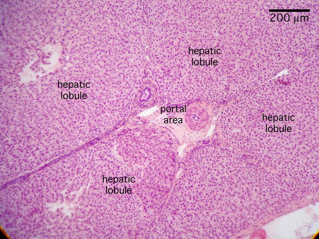 Portal Triad Histology