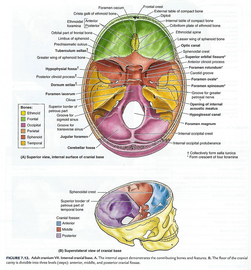 Skull Foramina Sphenoid Bone Skull Osteology