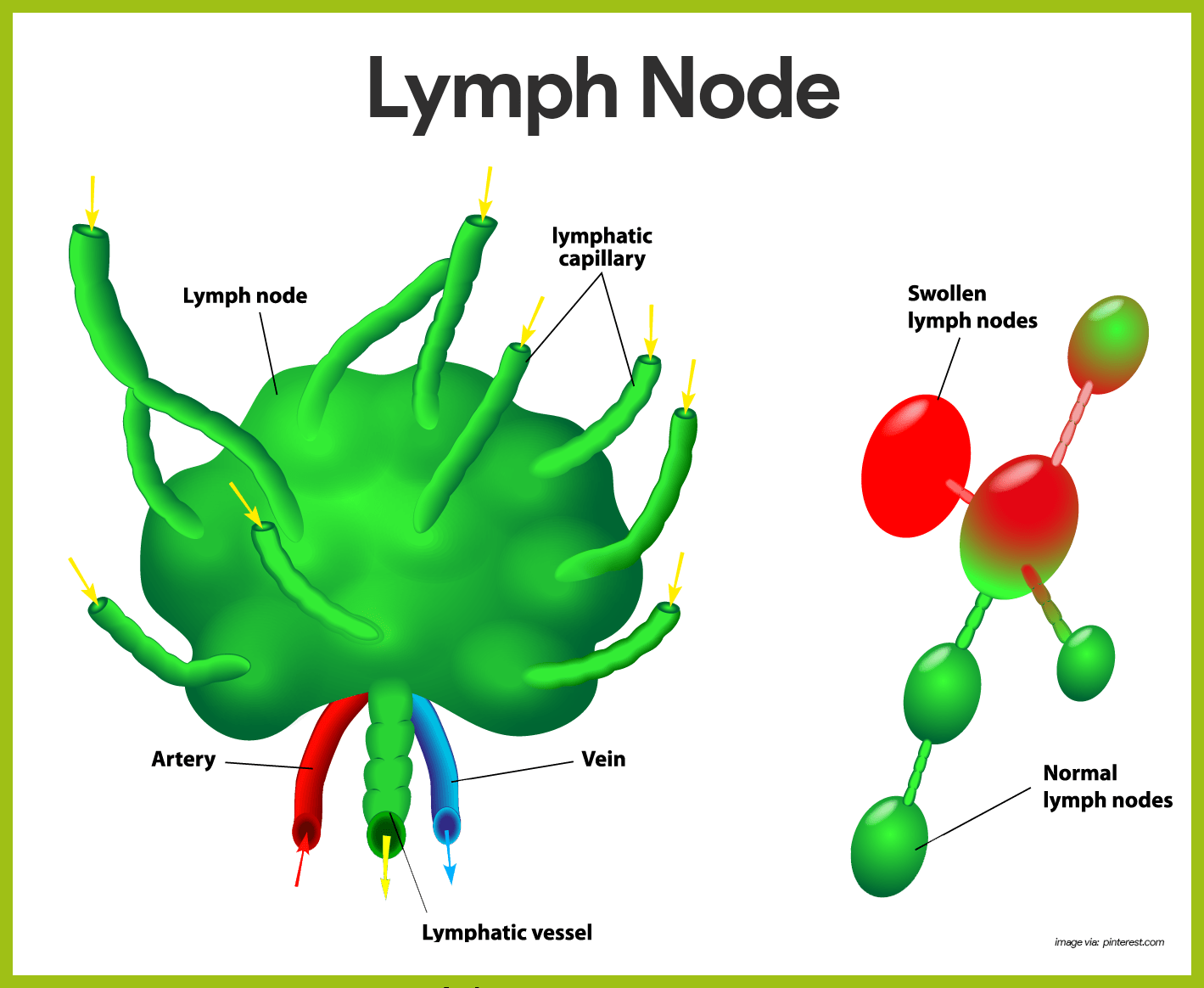 Lymphatic system anatomy and physiology – Artofit