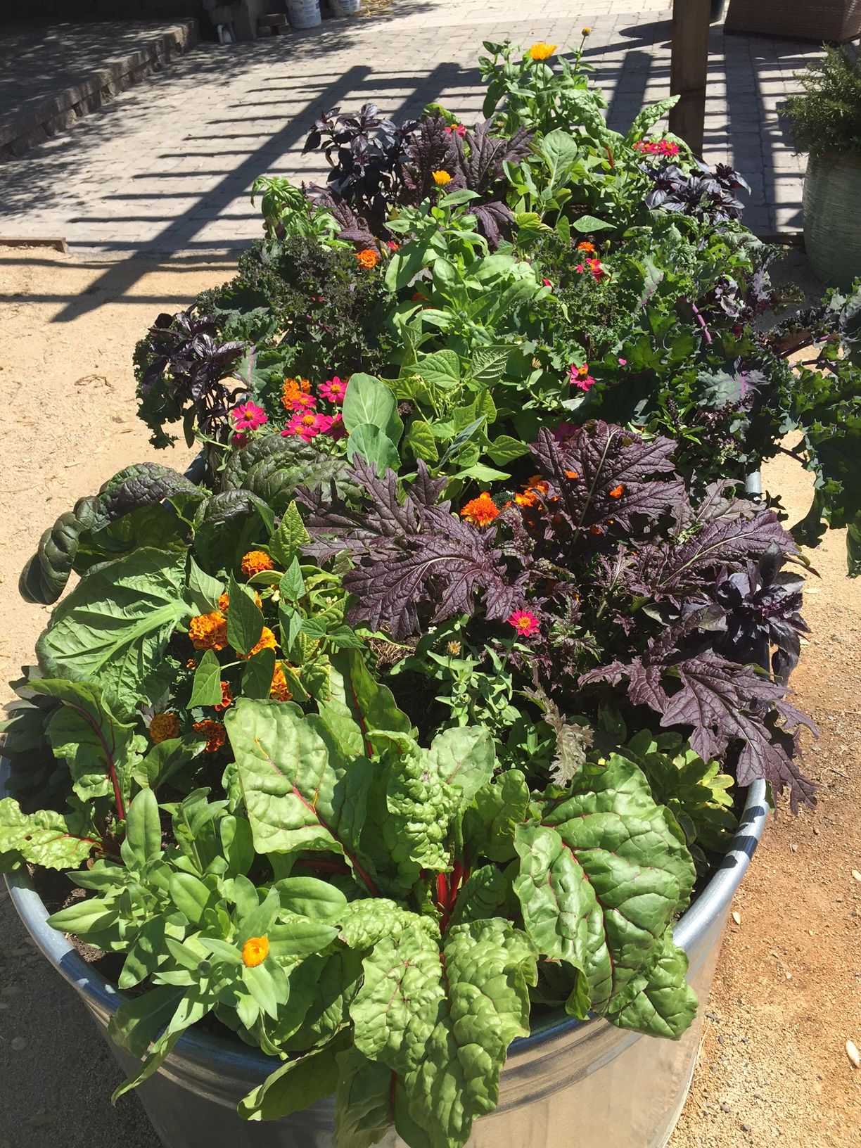 COMPANION PLANTING provides a sustainable approach to food gardening ...