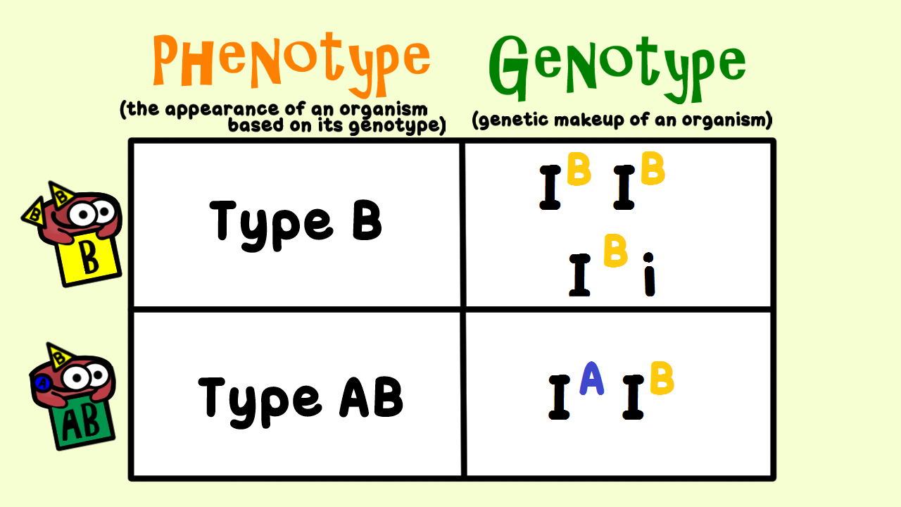 Blood Phenotypes And Genotypes Chart