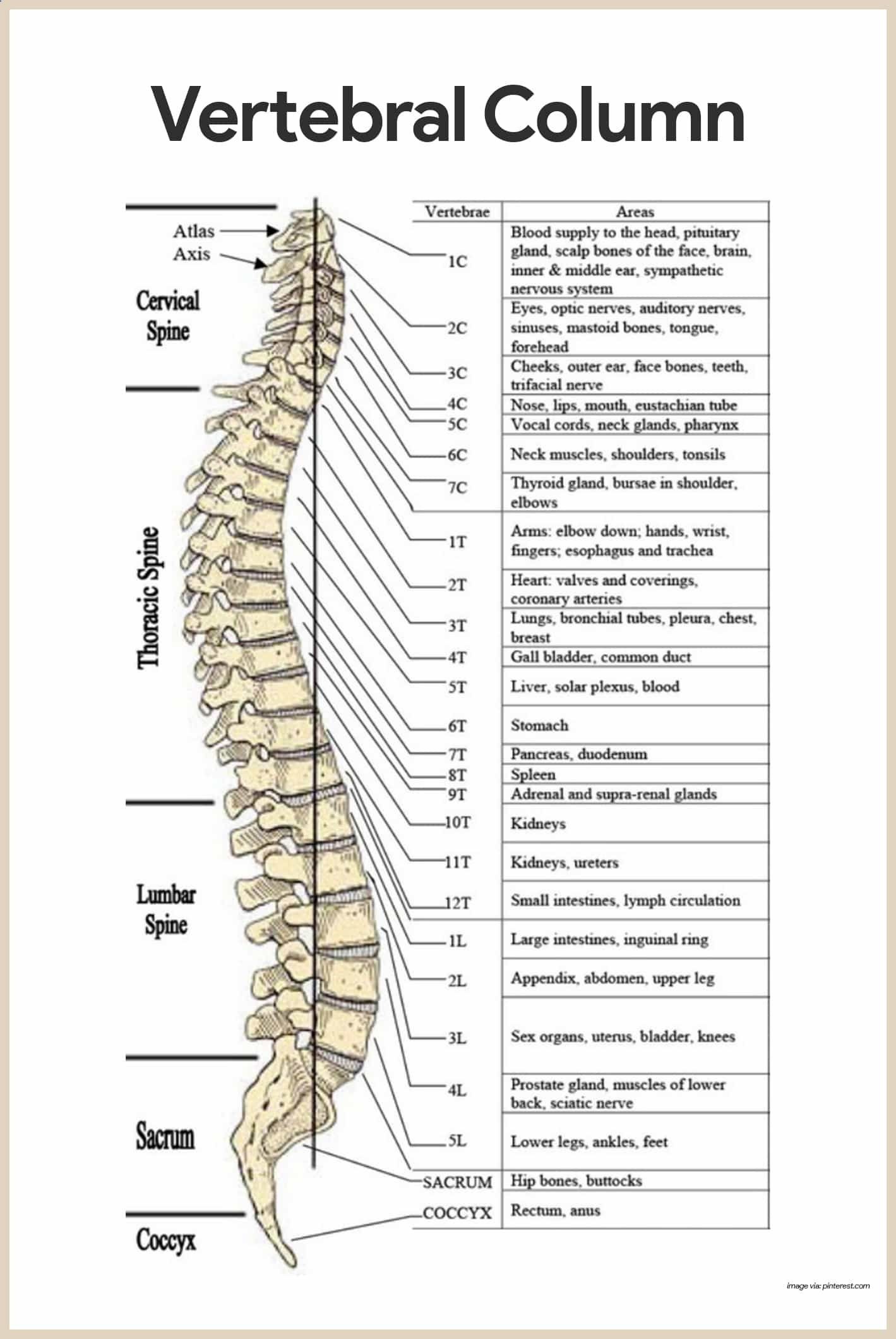 Vertebral Column-Skeletal System Anatomy and Physiology for Nurses ...