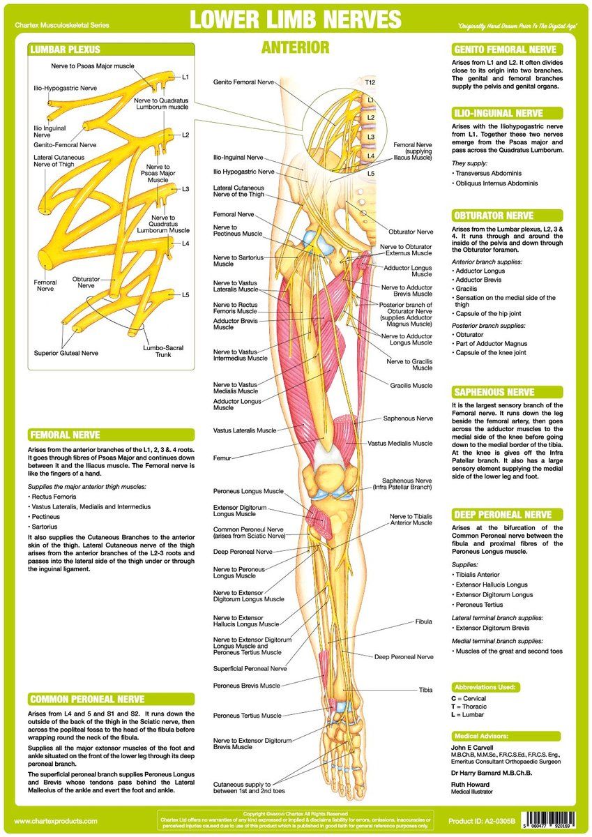 Lower Limb Muscles And Innervation