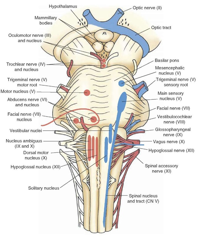 Nerve Anatomy, Brain Anatomy, Human Body Anatomy, Human Anatomy And ...