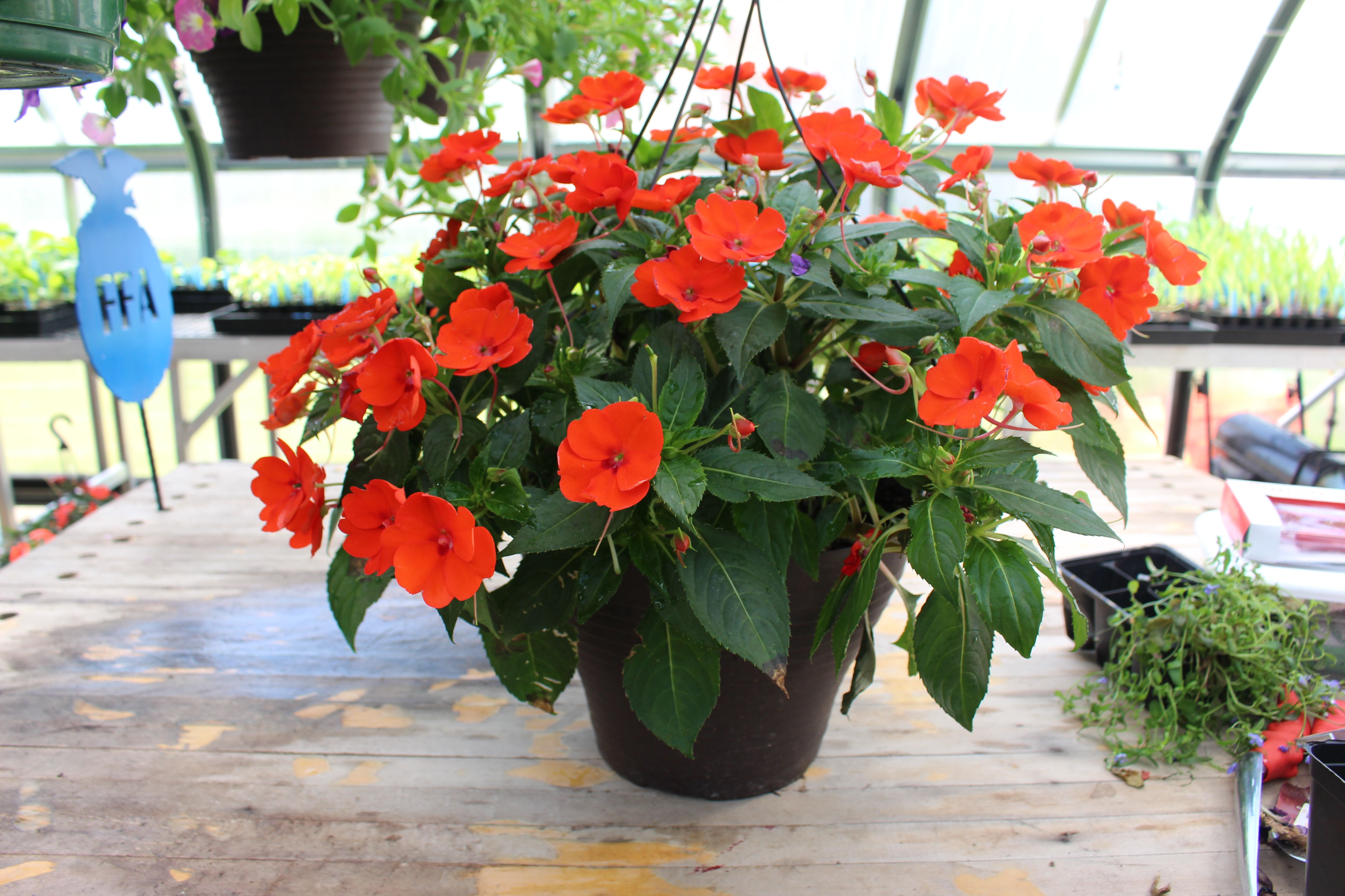 Sun Patients 12 Inch Hanging Basket Electric Orange 19 Spring Plants Plant Sale Hanging Baskets