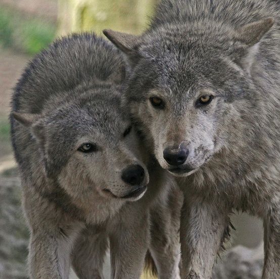 Wolf pictures, Wolf photos, Wolf world