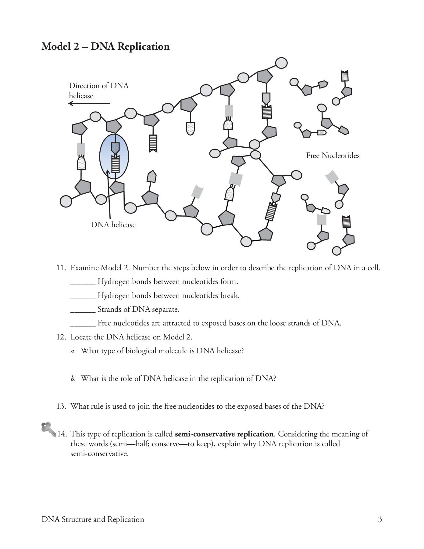 Dna Structure And Replication Worksheet : 30 Dna Replication Practice