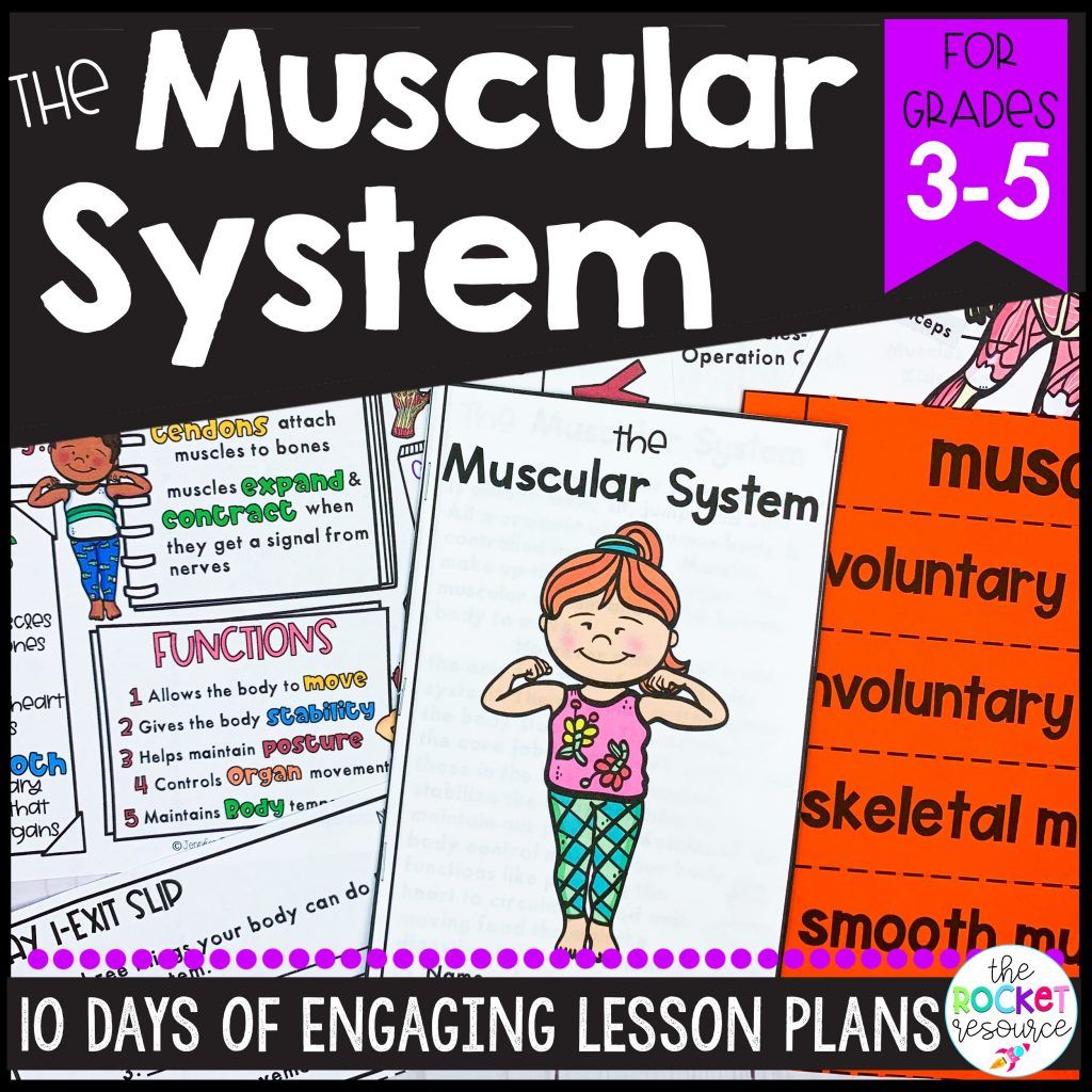 Muscular System Classroom Unit | The Rocket Resource in 2021 | Muscular ...