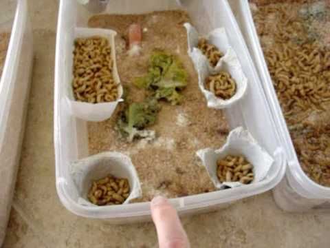 How to grow your own mealworms instructions – Artofit