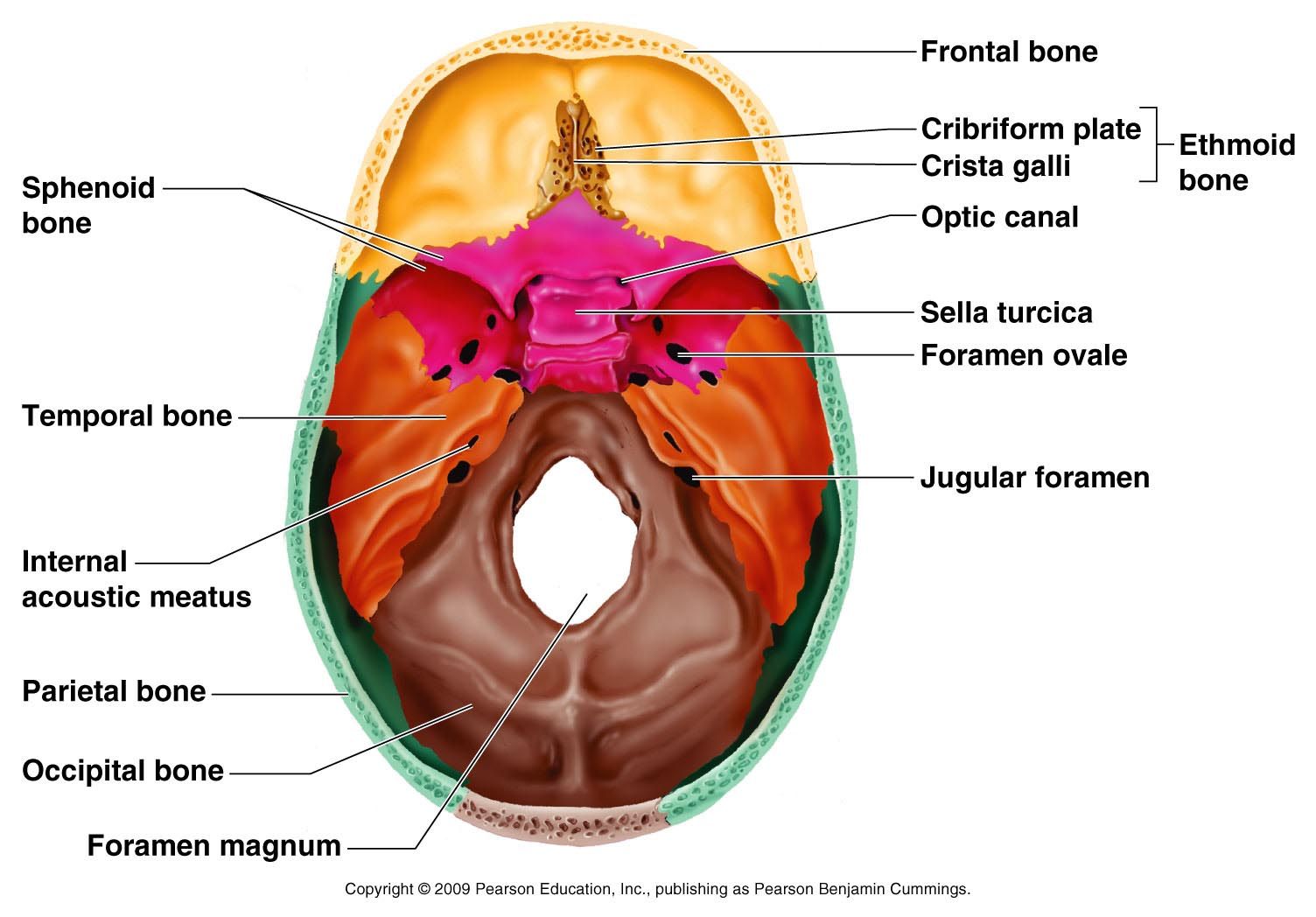 Classification Of Bones Anatomy Bones Medical Knowledge Medical Student Study