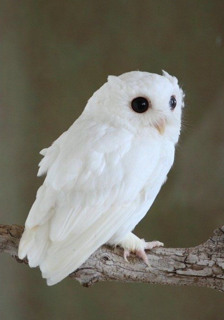 20+ Rare Albino Animals You Probably Have Never Seen Before Rare