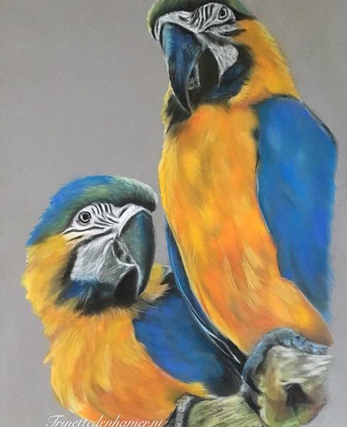 Ara’s in pastel | Prachtige vogels, De dierentuin, Portret