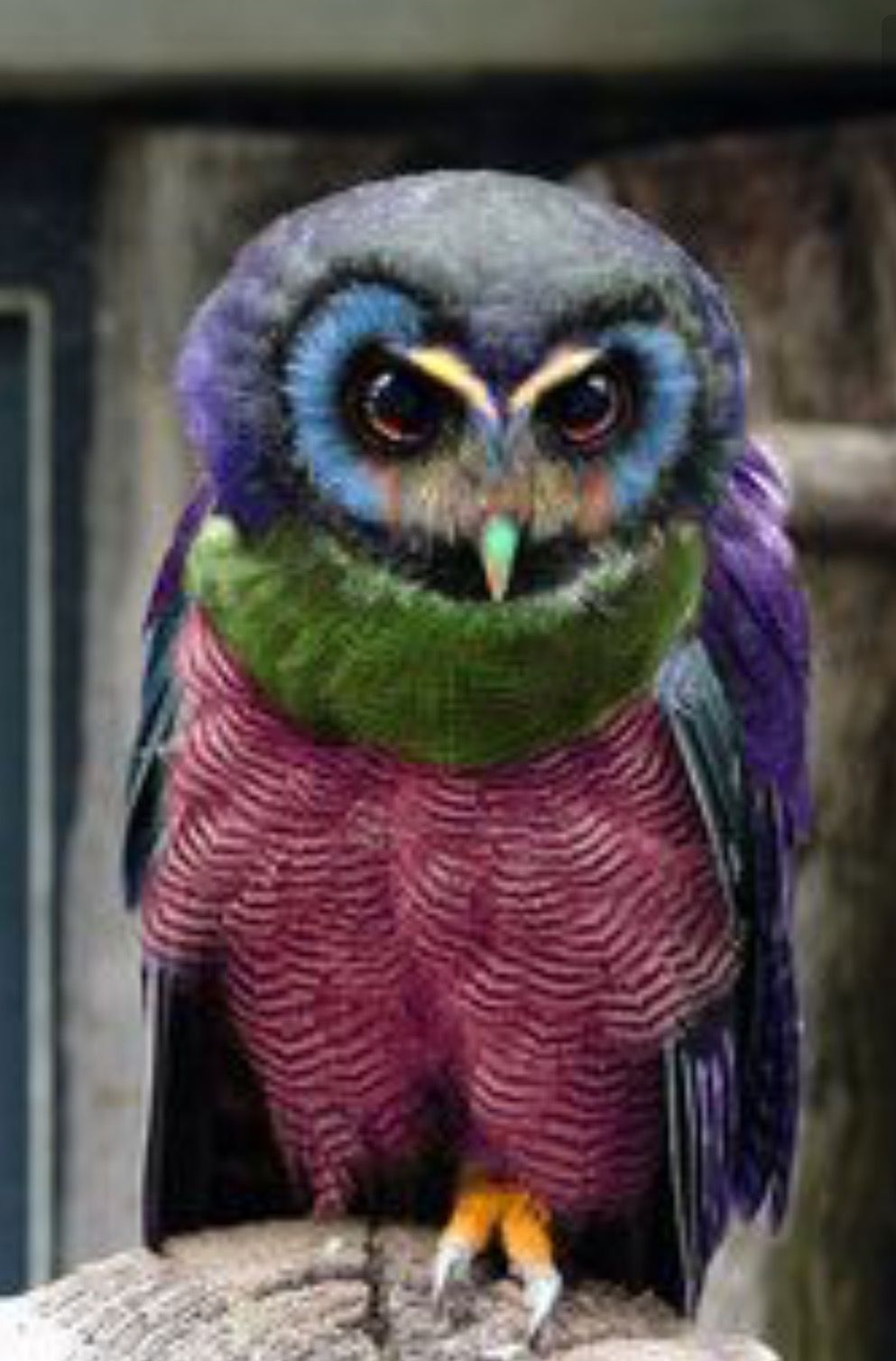 Pin by PEG MAKYNEN on Pretty Birdies Beautiful birds, Owl pet