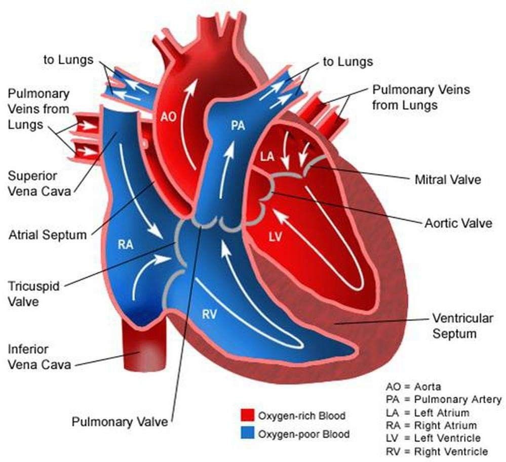 Nursing Tips, Nursing Study, Nursing Notes, Nursing School, Vet School ...