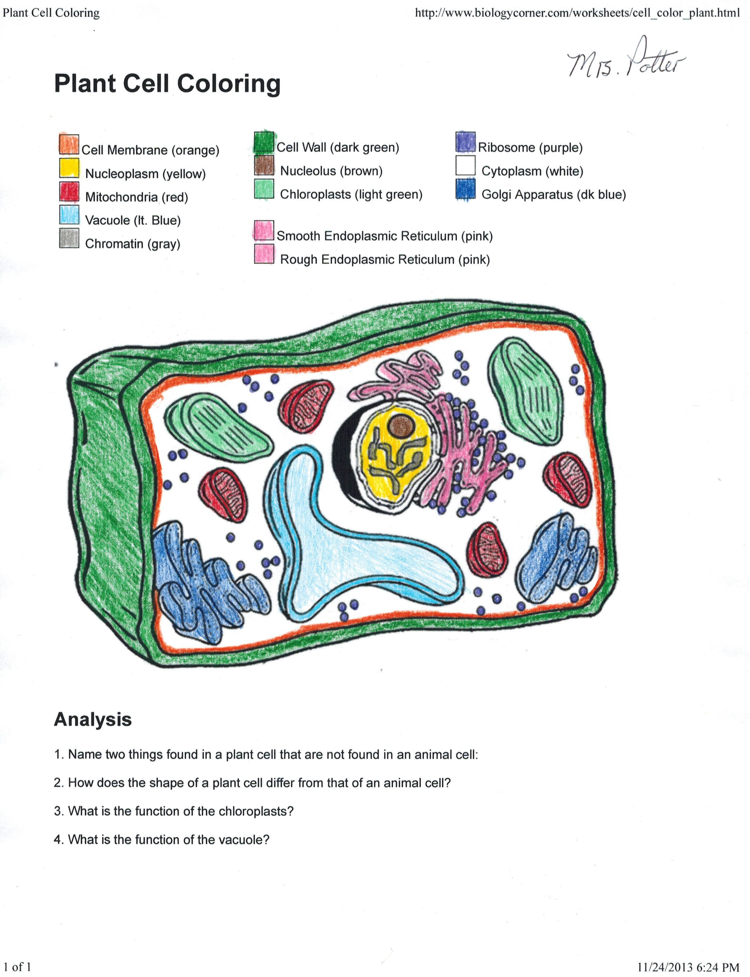 Animal Cell Coloring Labeled