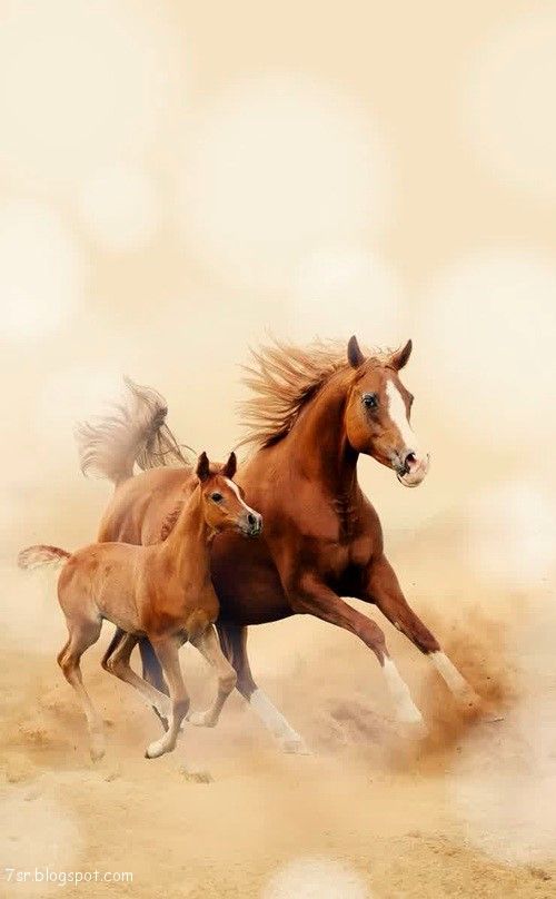 صور حصان , صور خيول عربية أصيلة , صور خيل | Horses, Horse ...