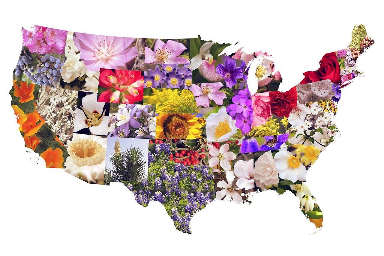 State flowers of the contiguous United States. Cactus Blossoms, Peach ...