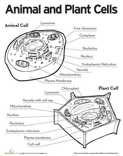 animal and plant cell printable | Life science middle school, Plant ...