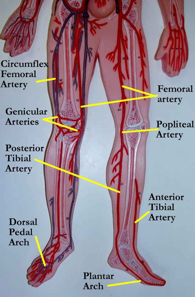 Blood Vessels Model Labeled Anatomy