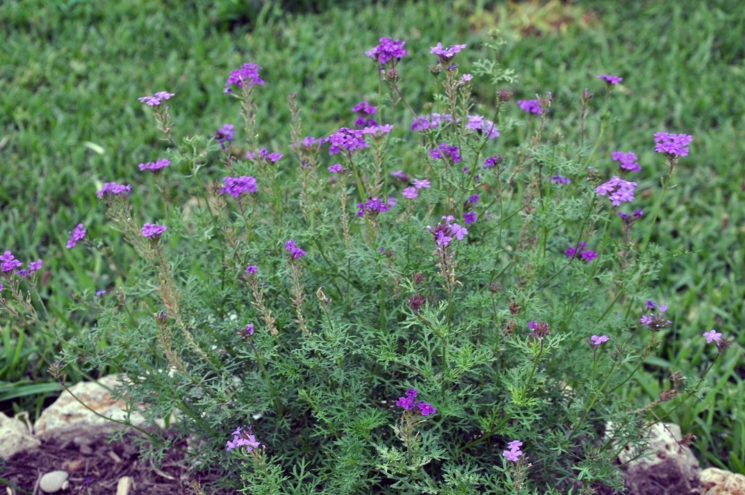 Purple Flowers In East Texas Border - Ellie Flower