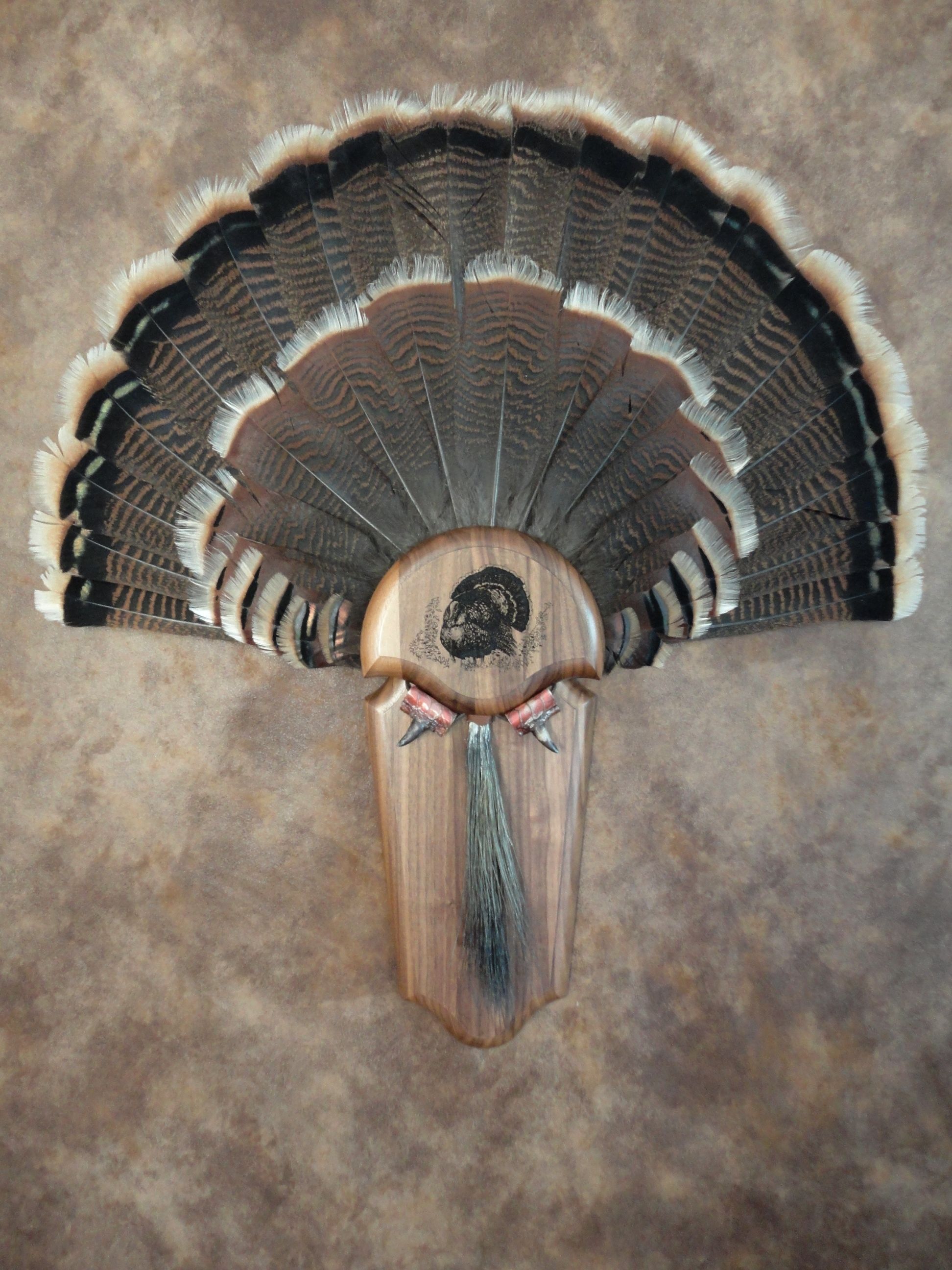 Turkey Tail Fan Logo