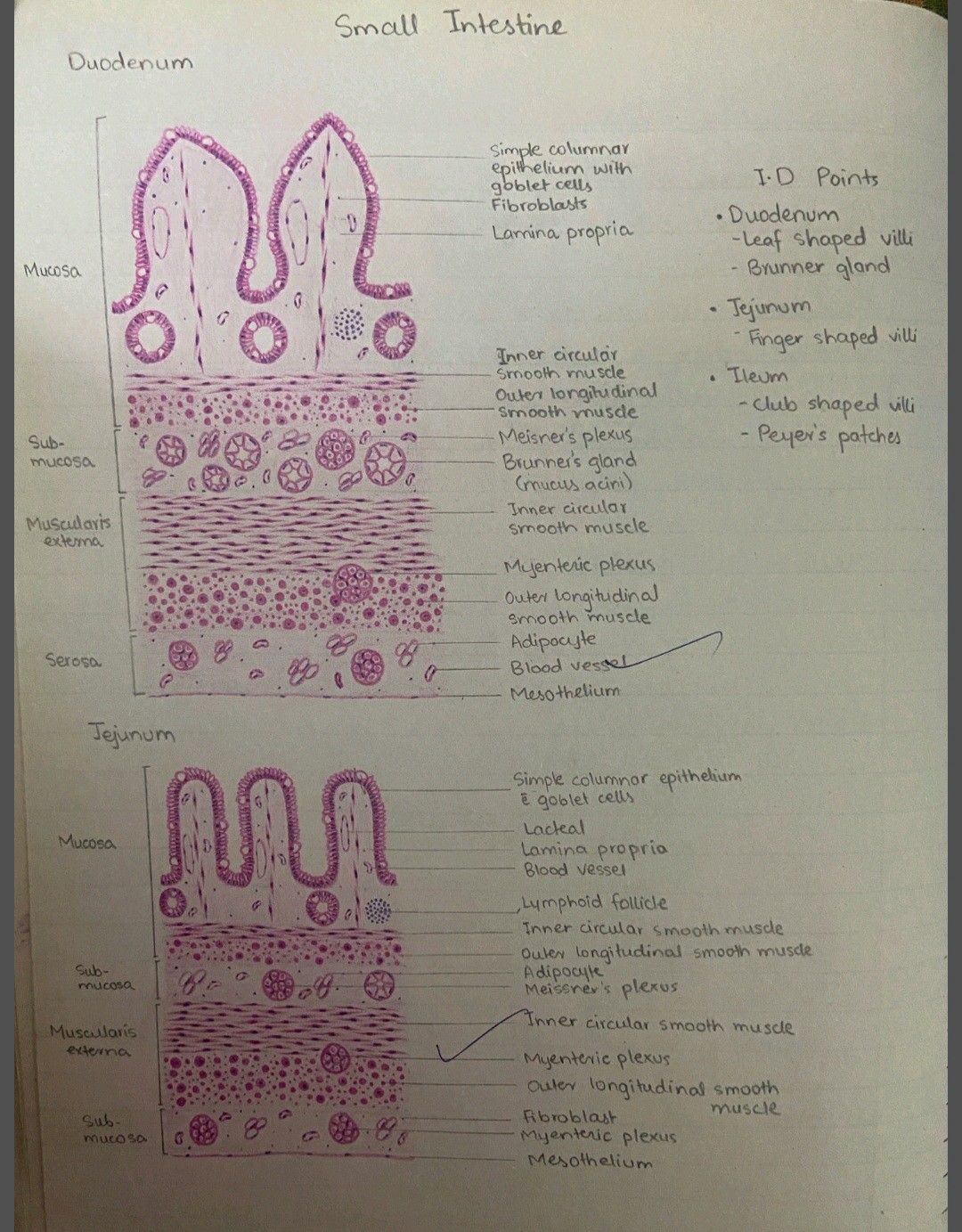 Duodenum and jejunum | Plexus products, Histology slides, Medical ...