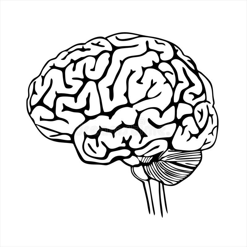 a black and white drawing of a human brain