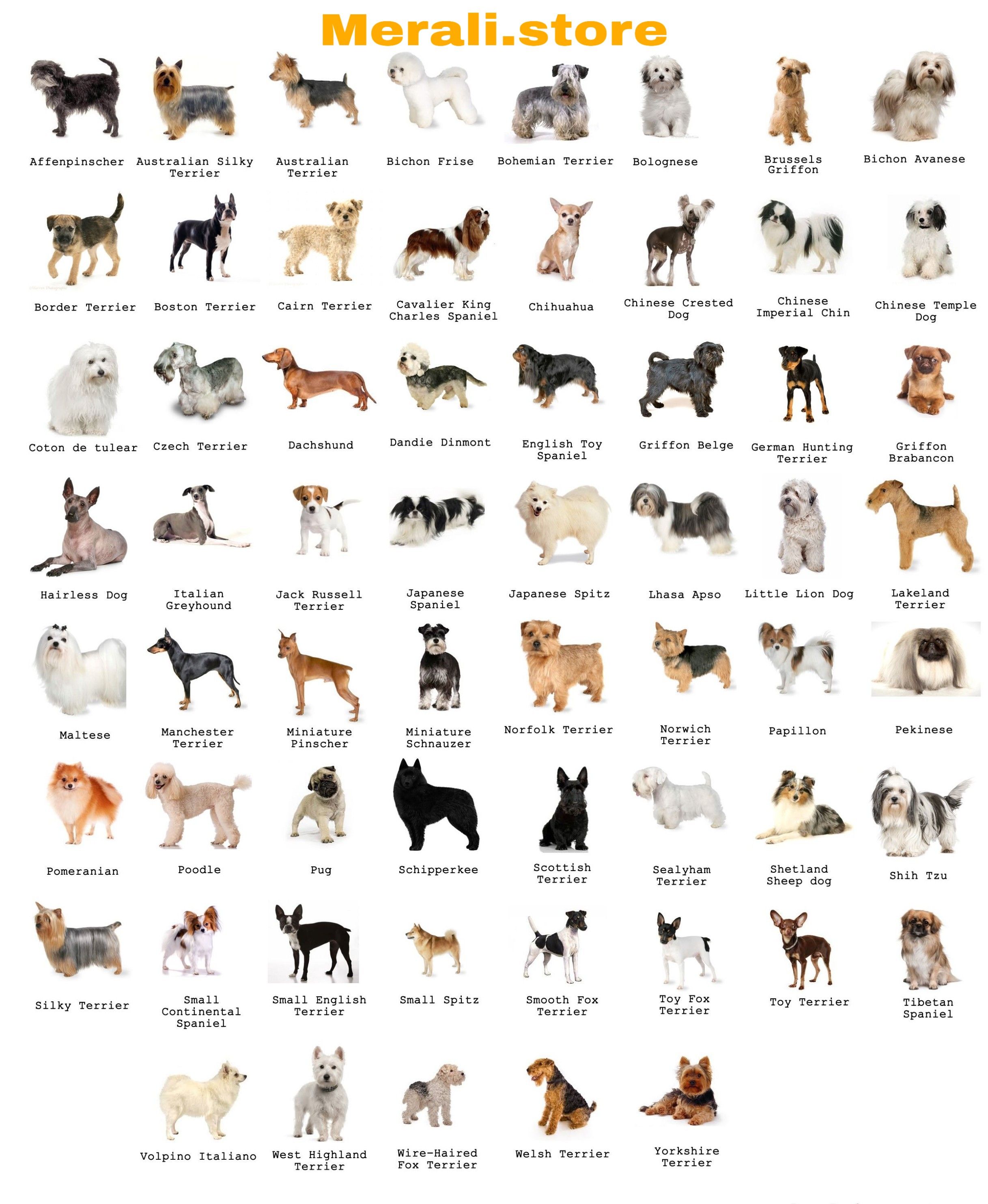 Dog Breeds | Dog Breed Names, Top Dog Breeds, Dog Breeds Medium