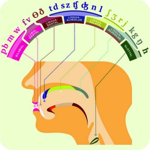 [A diagram of the consonants collected by their places of articulation ...