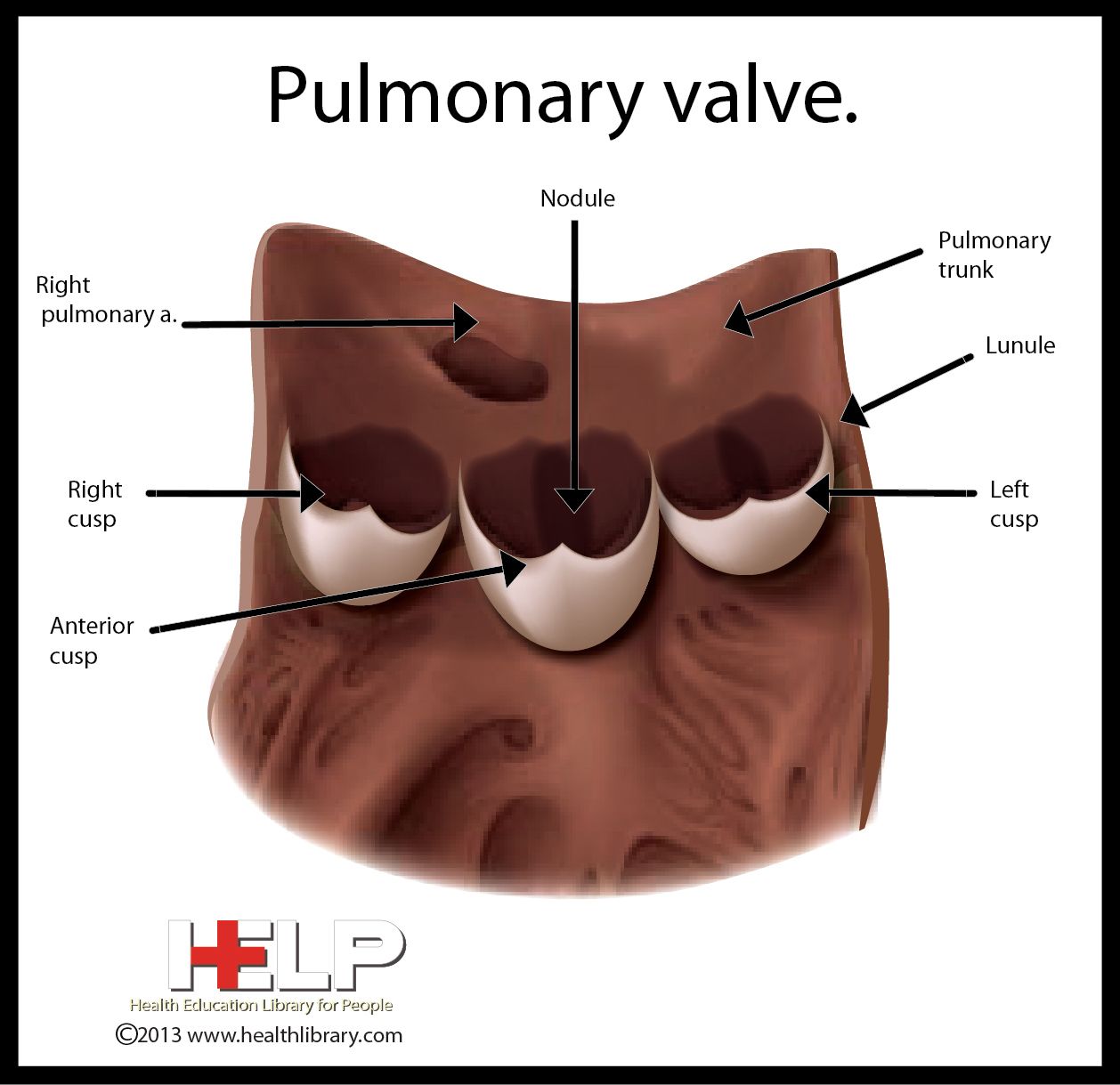 Heart Anatomy With Valves