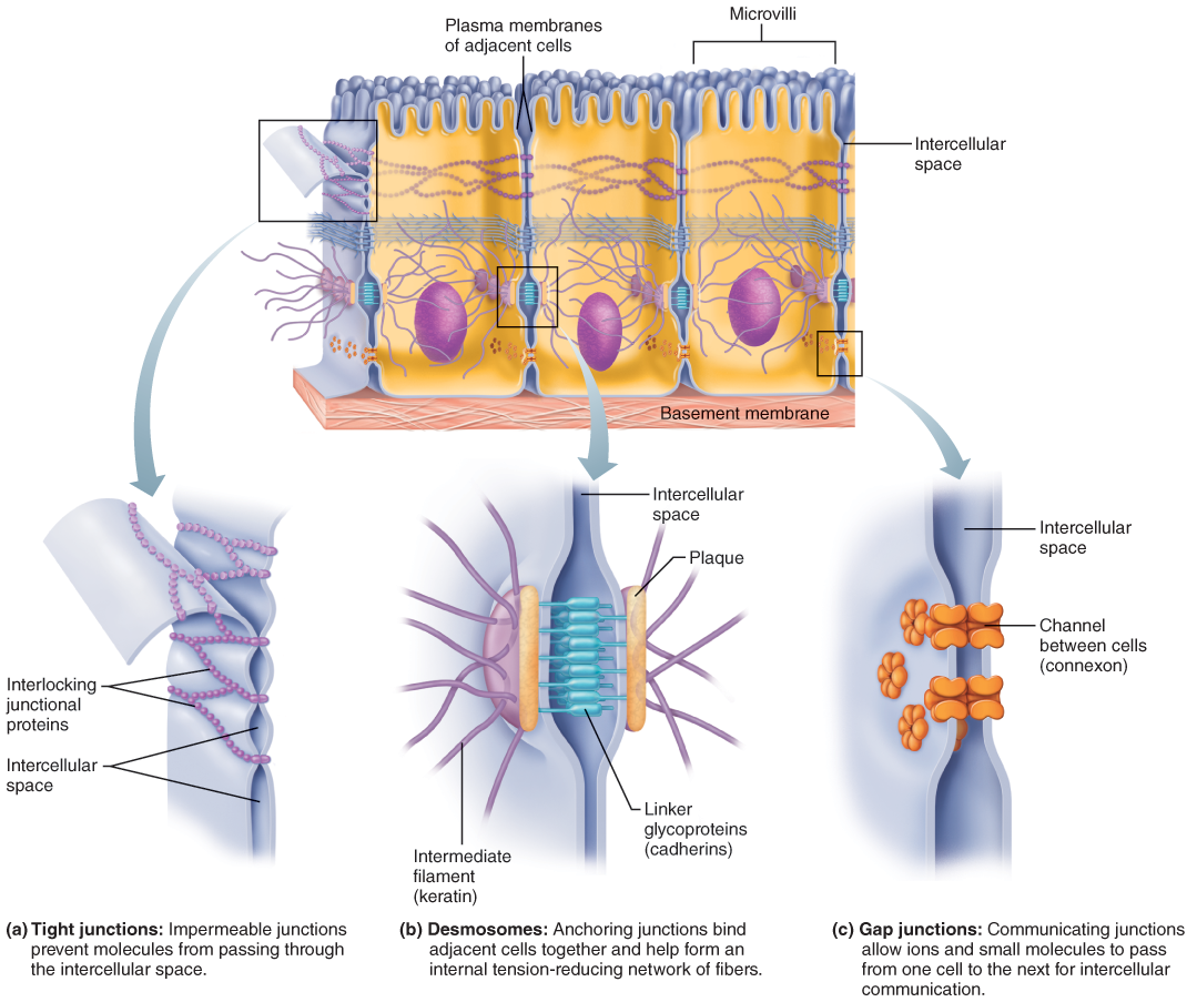 I. Epithelial Tissue (With images) | Gap junction, Tight junction ...