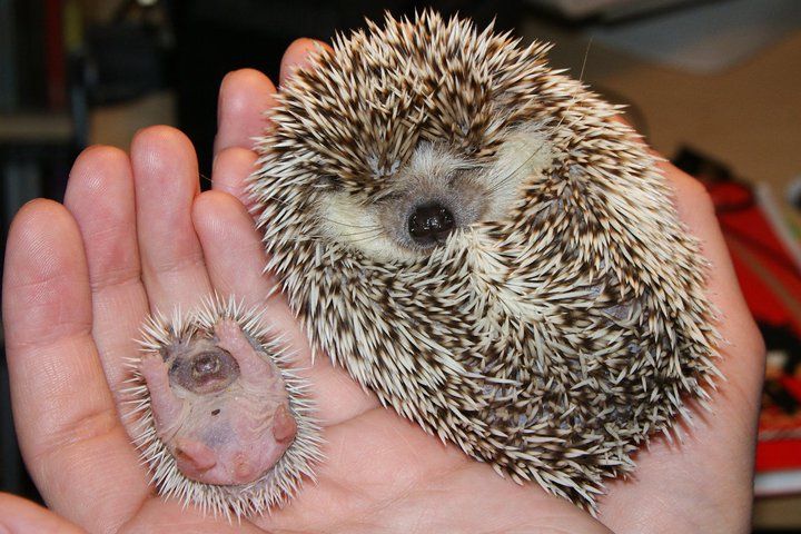 Where In The Heck Are People Getting Hedgehogs I Want One Cute Animal Photos Animals Beautiful Baby Hedgehog