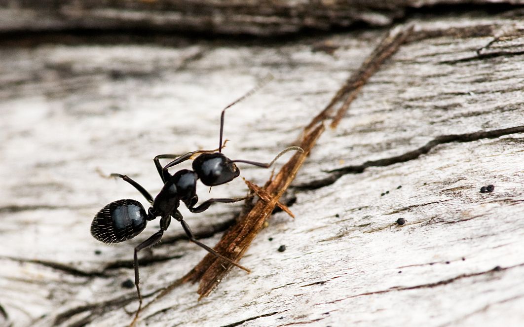 Signs Of Carpenter Ants In House Australia - Sexy home