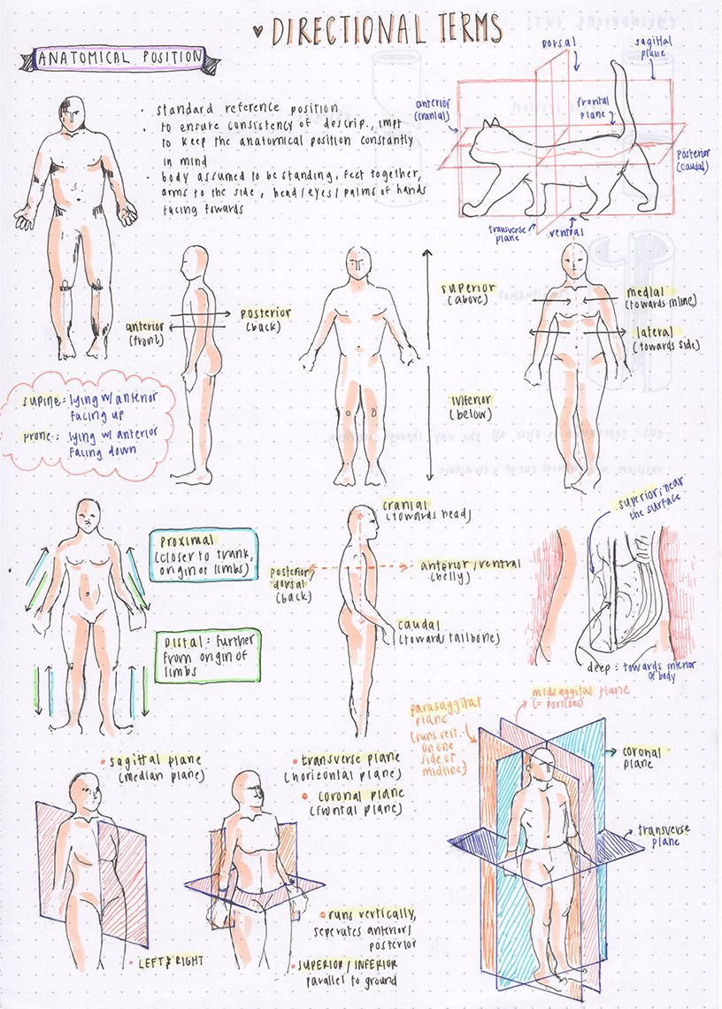 Anatomy And Physiology Printable Study Guides