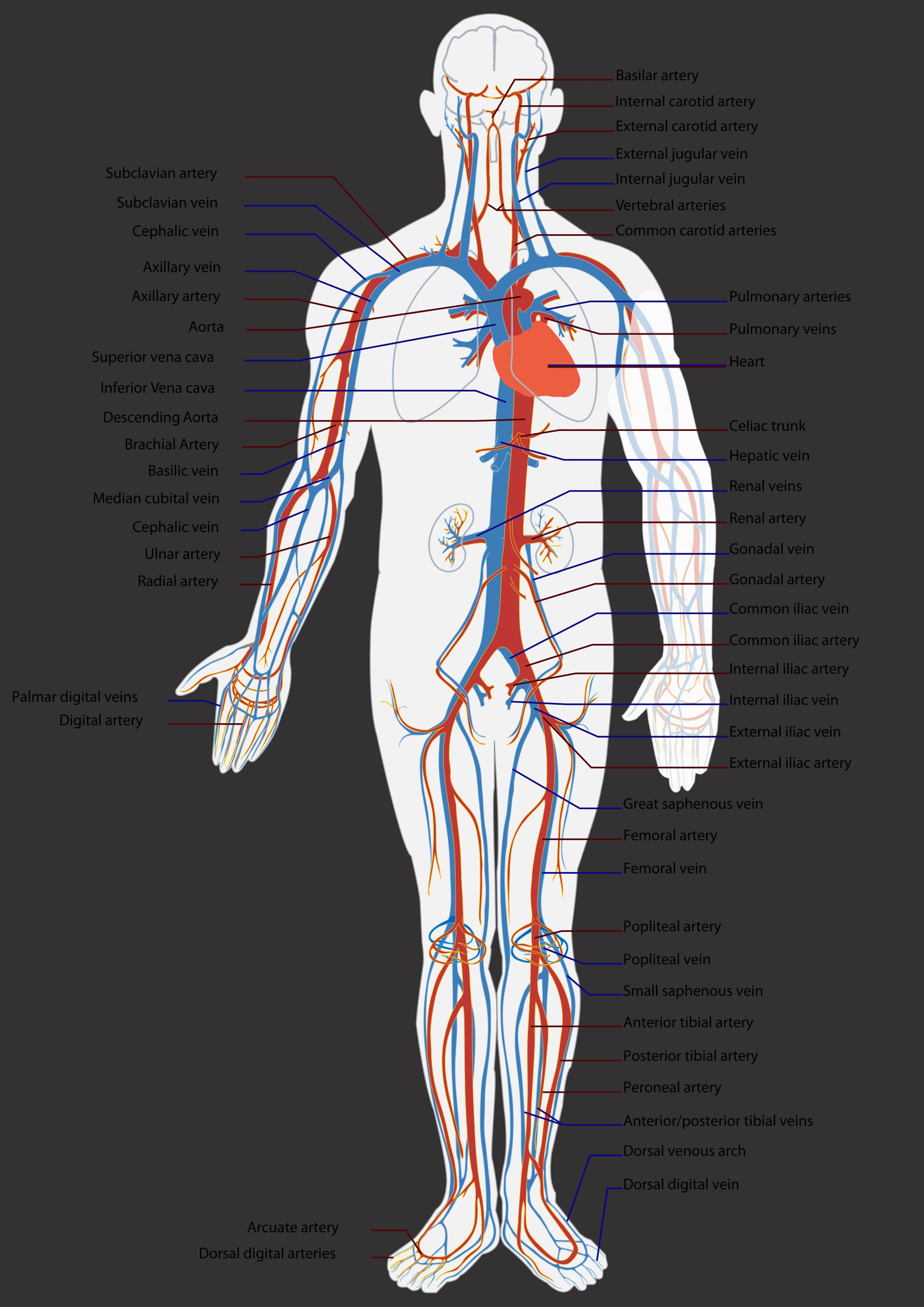 Schematic Map Of Systemic Arteries