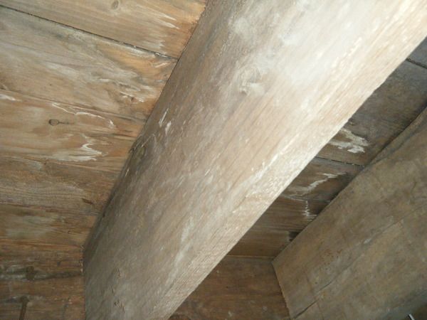 The Next Stop On Our Crawlspace Mold Tour Is The Wooden Subfloor Joists These Joists Are Often The First Place That You See Mold Growth Molding Wood Basement [ 450 x 600 Pixel ]