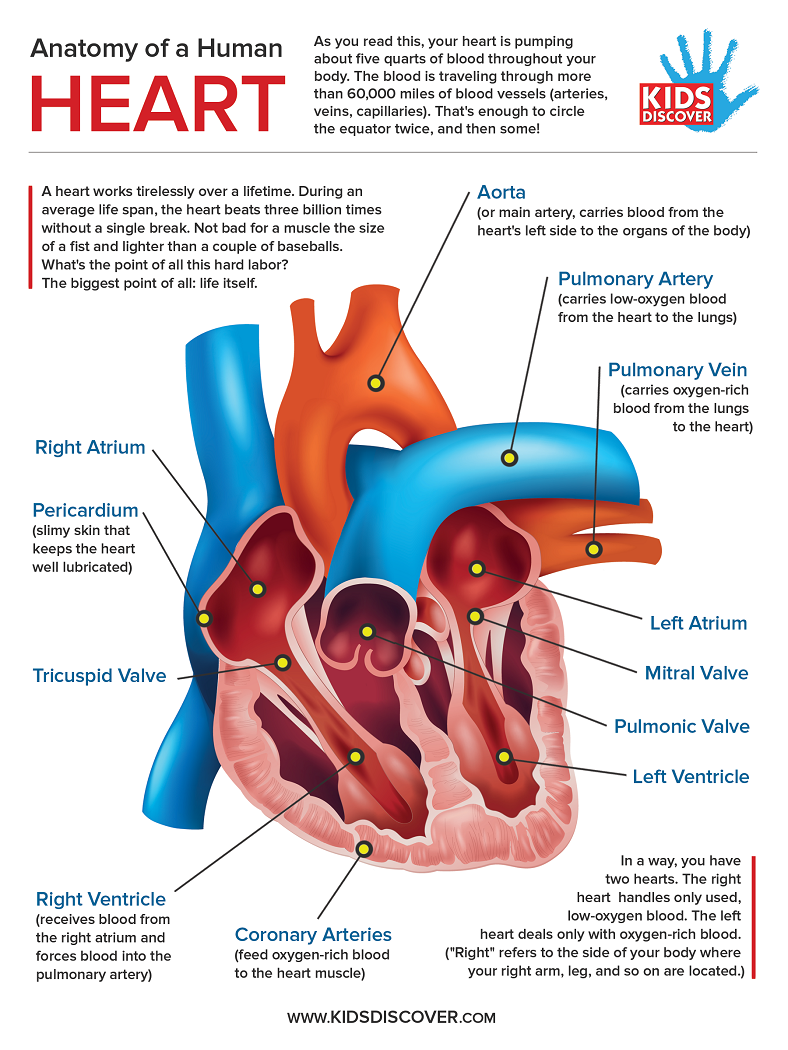 Labeled Heart Diagram With Functions